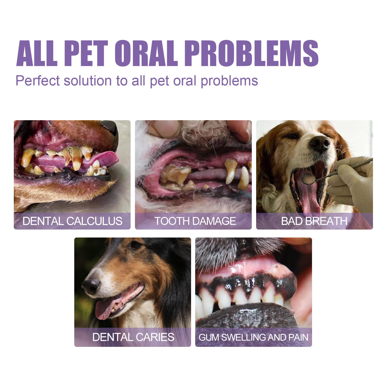 Pet Oral Repair Gel Puppy Tart - Teeth Whitening Remedies 리뷰 및 가격