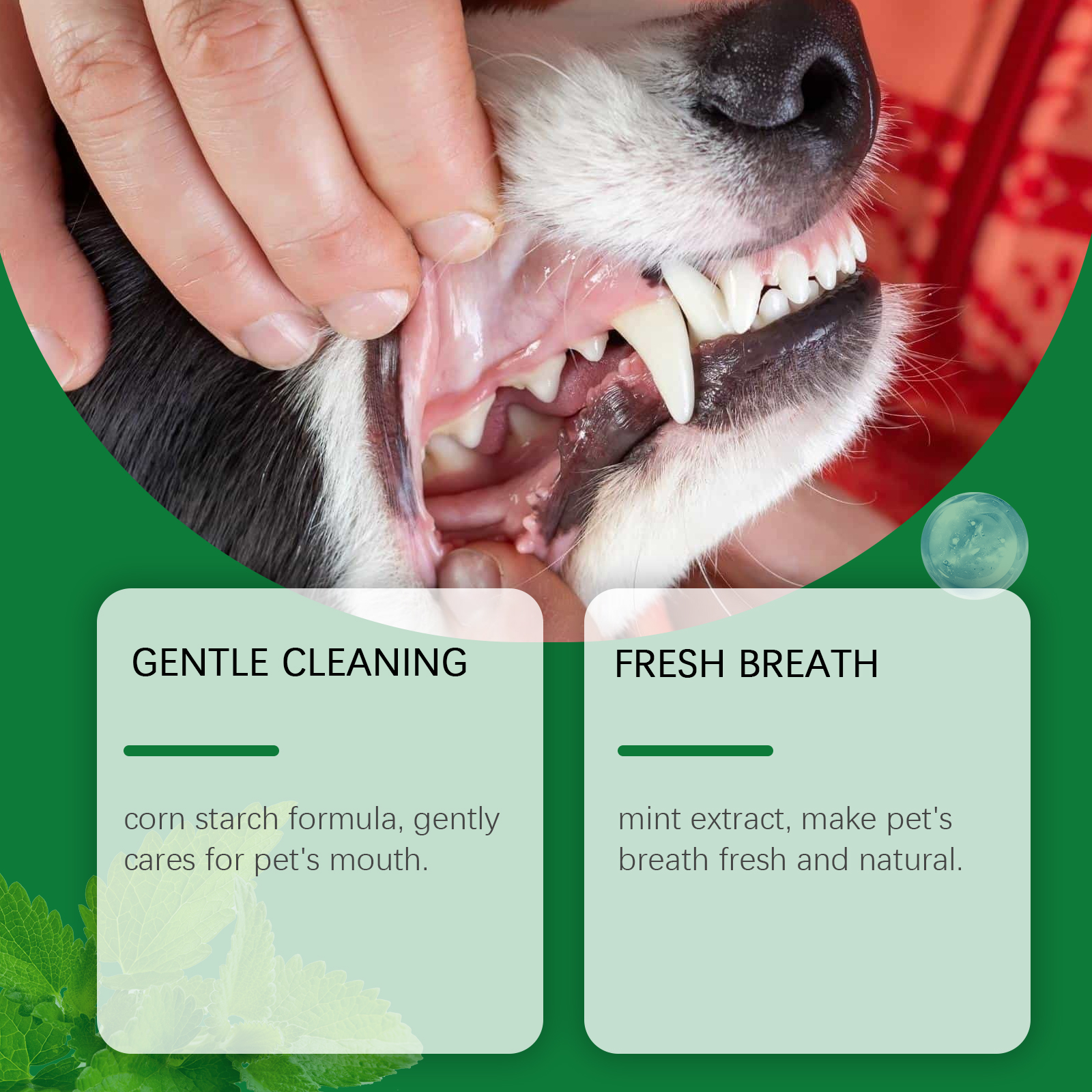 Pet Teeth Cleaning Powder Redu - Teeth Whitening Remedies 리뷰 및 가격